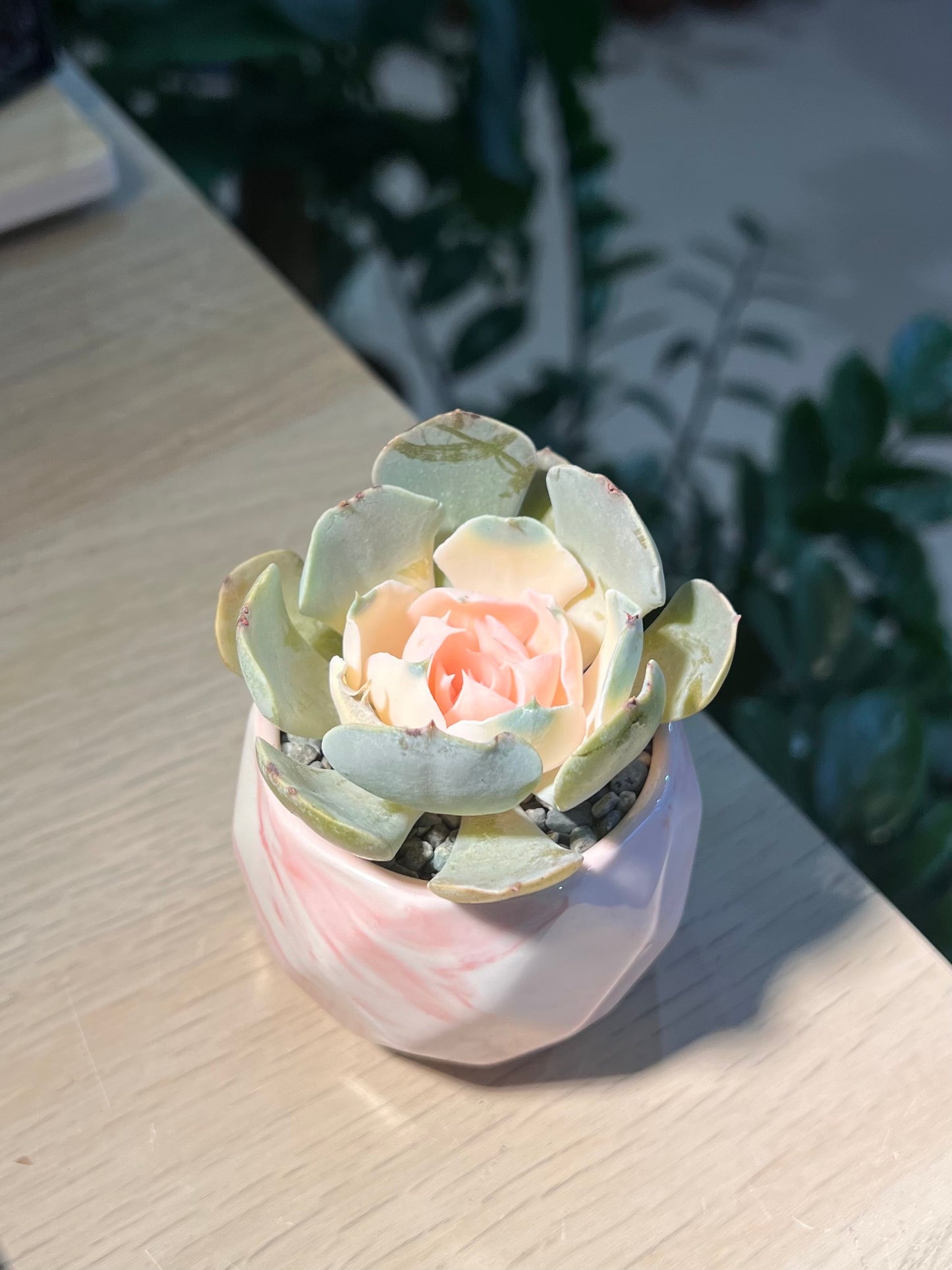 Echeveria in Marble Pot