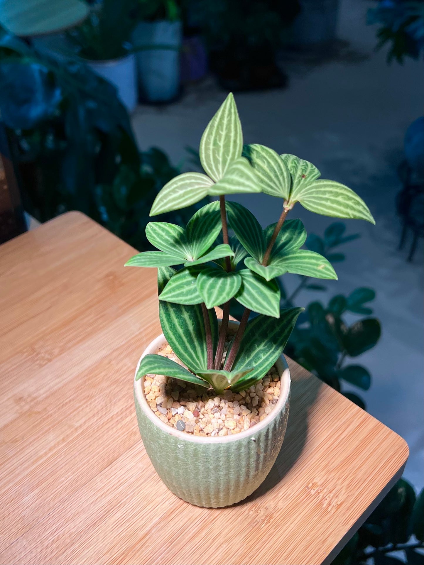 Peperomia in Lime Green Ceramic Pot