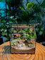 Black Frame Housing Designer Terrarium