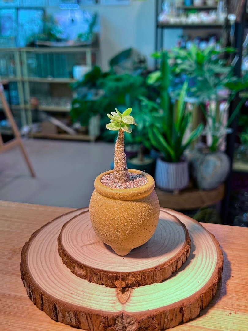 Crassula (金钱木) in Textured Ceramic Pot