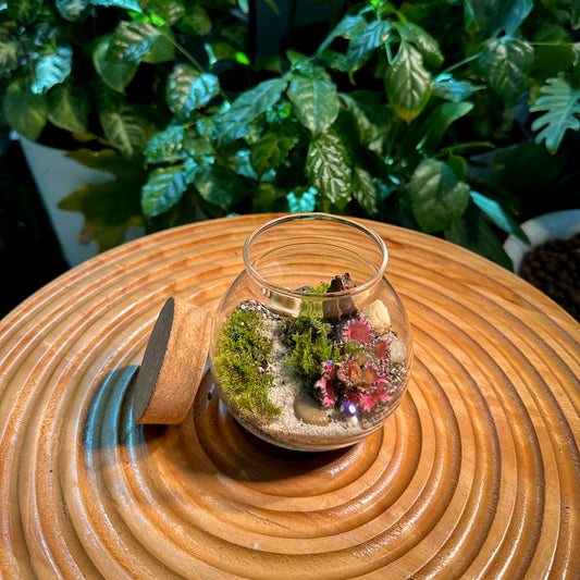 Moss and Fittonia in Round Covered Glass