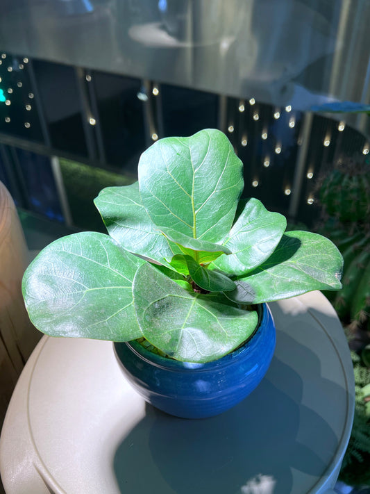 Fiddle-Leaf Fig (琴叶榕) in Ocean Blue Ceramic Pot