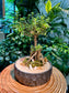 Serissa Ginseng Bonsai in Designer Pot