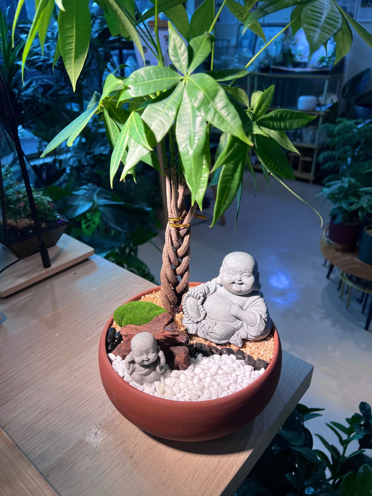 Pachira (发财树) with Laughing Buddha in High Density Claypot