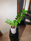 ZZ Plant in Tall Woodlog Pot