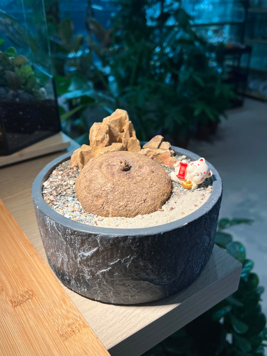 Stephania (ๅฑฑไน้พ) in Matt Textured Designed Pot