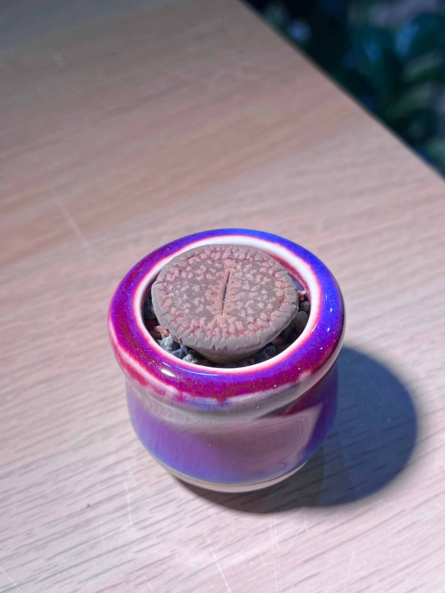 Lithop (生石花) in Round Shiny Purple Ceramic Pot