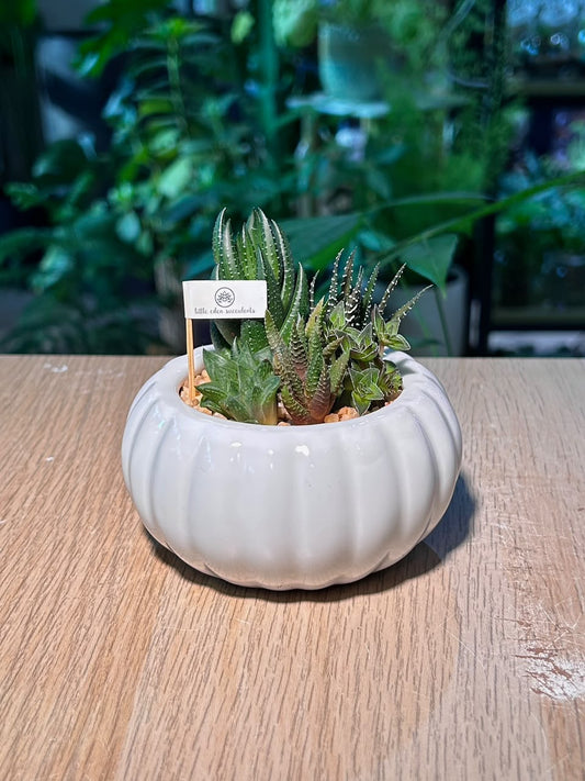 Succulent Arrangement Terrarium (十二卷属) Harworthia in Pumpkin Glazed Ceramic Pot