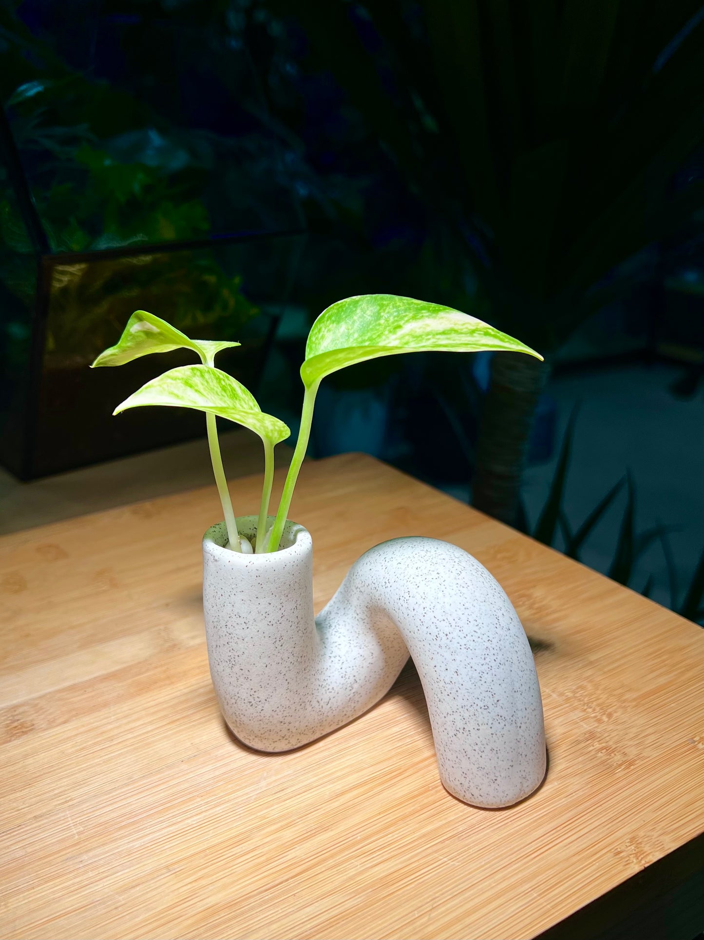 Money Plant in Unique ‘N’ Ceramic Water Based Glass