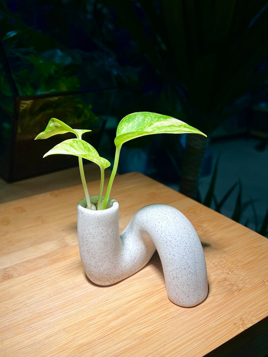 Money Plant in Unique ‘N’ Ceramic Water Based Glass