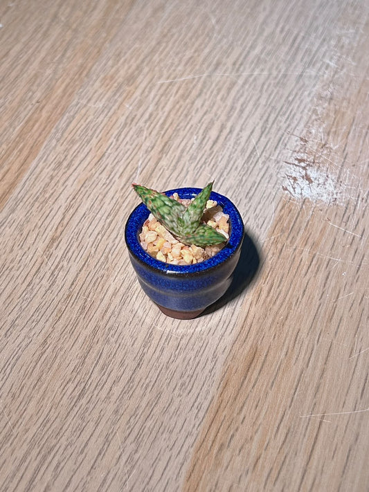 Tiger Tooth Aloe (θηθ¦θ) Harworthia in Glazed Ceramic Pot