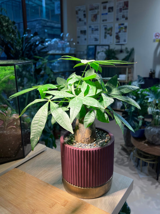 Pachira (发财树) Money Tree in Reddish Ceramic Pot