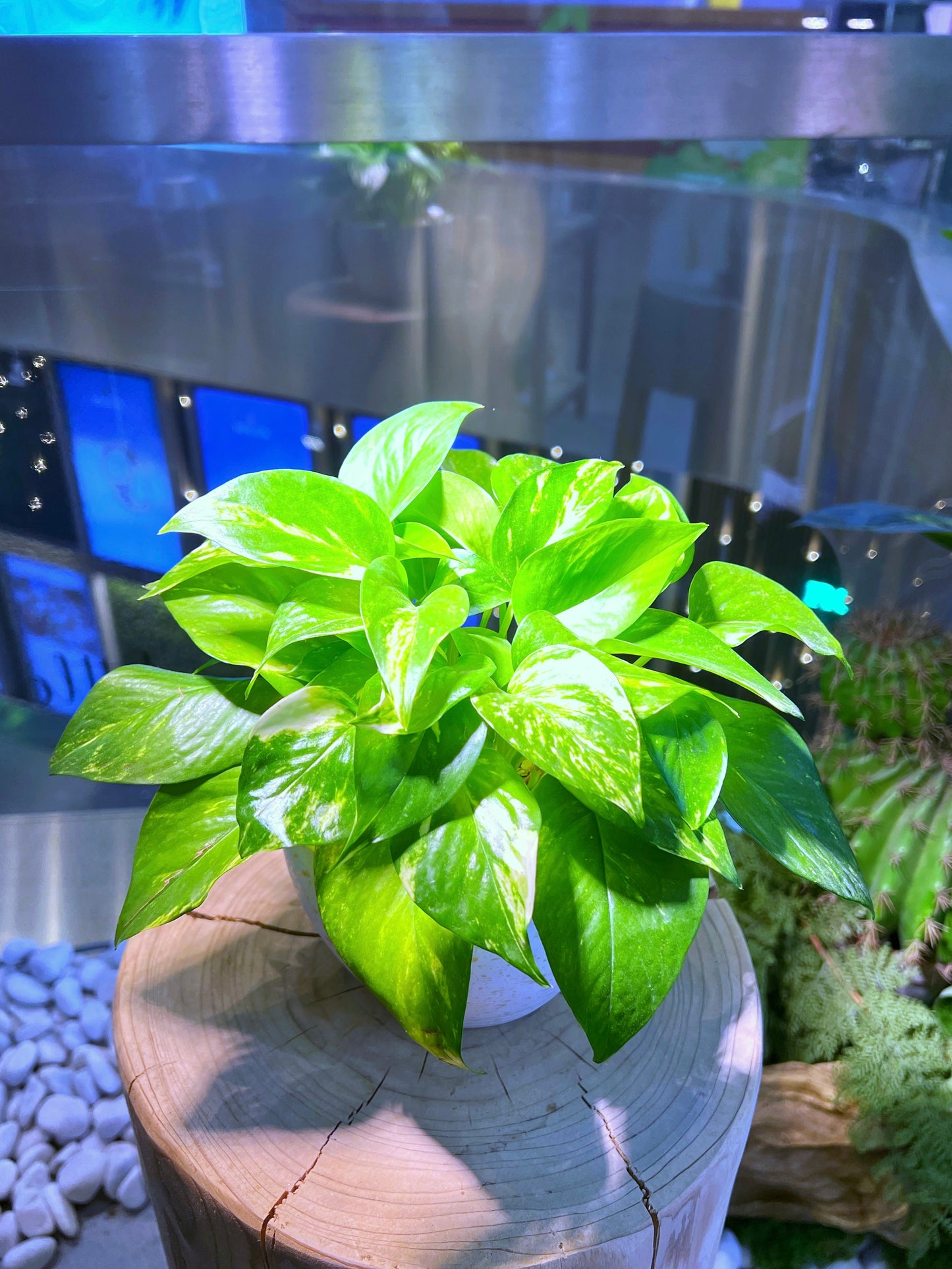 Money Plant in White Polymer Pot