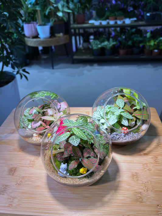 Fittonia and Fern with Moss Arrangement in Round Glass Terrarium (L)