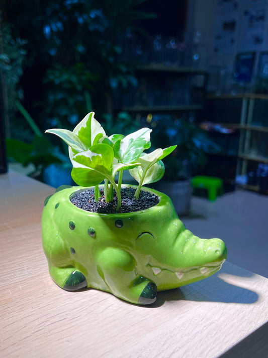 Pothos Njoy (绿萝) in Crocodile Ceramic Pot
