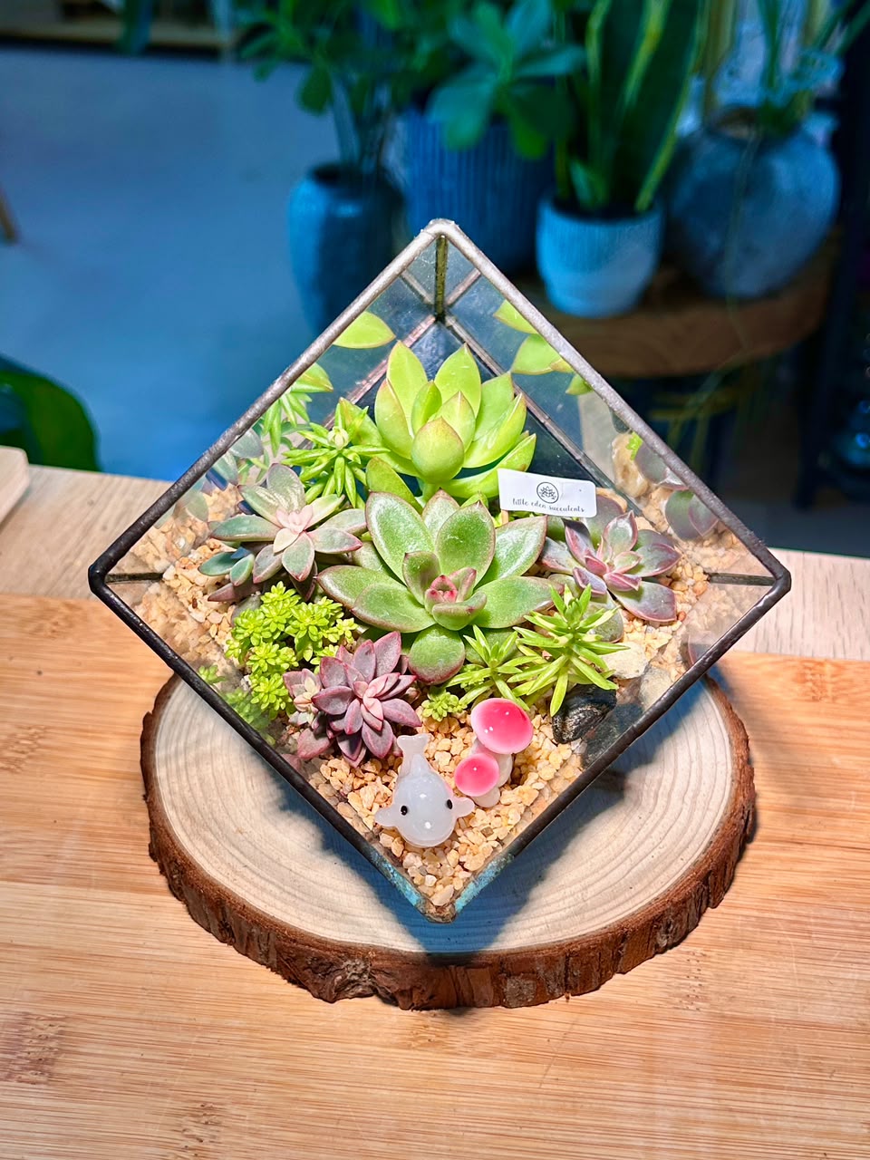 Succulent Arrangement in Black Frame Cubical Terrarium