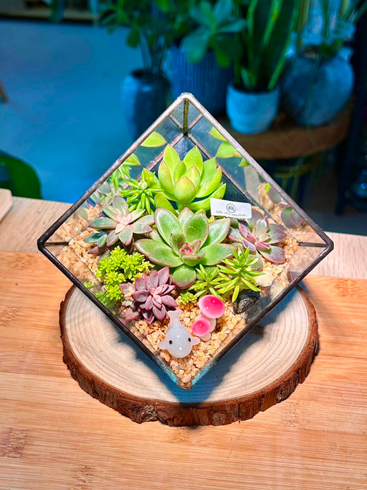 Succulent Arrangement in Black Frame Cubical Terrarium