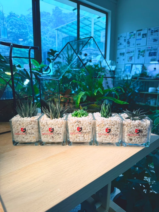 Door Gift - Haworthia in Square Glass Pot (10pcs/set)