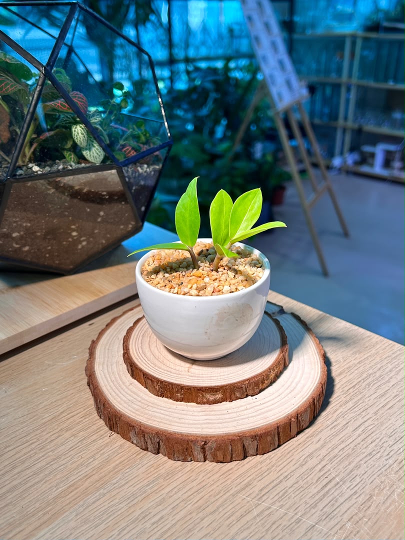 Baby Money Plant (金钱树) Zamioculcas Zamiifolia in White Glazed Ceramic Pot