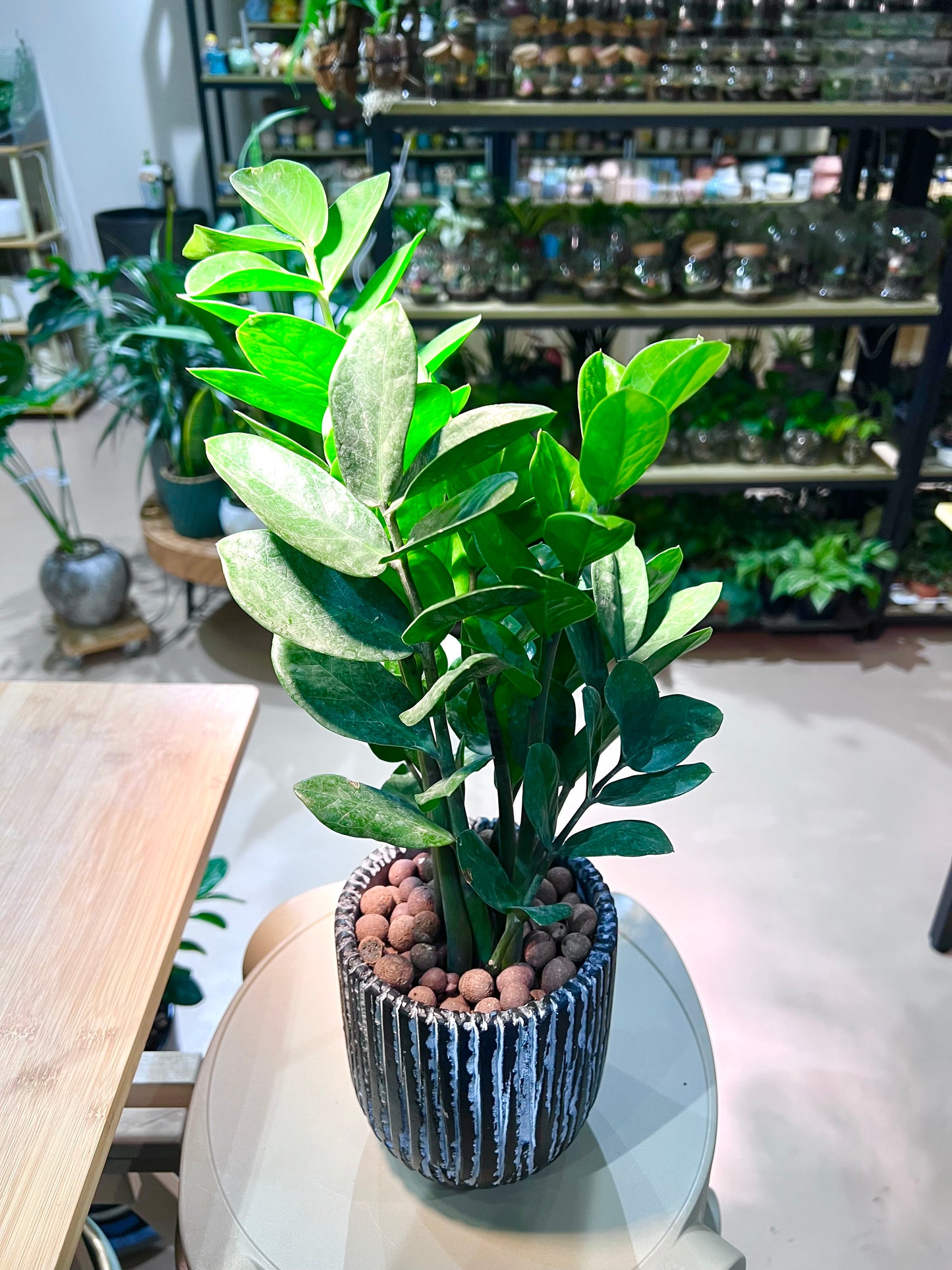 CNY Theme - Zz Plant in Matt Black Straight Designed Ceramic Pot