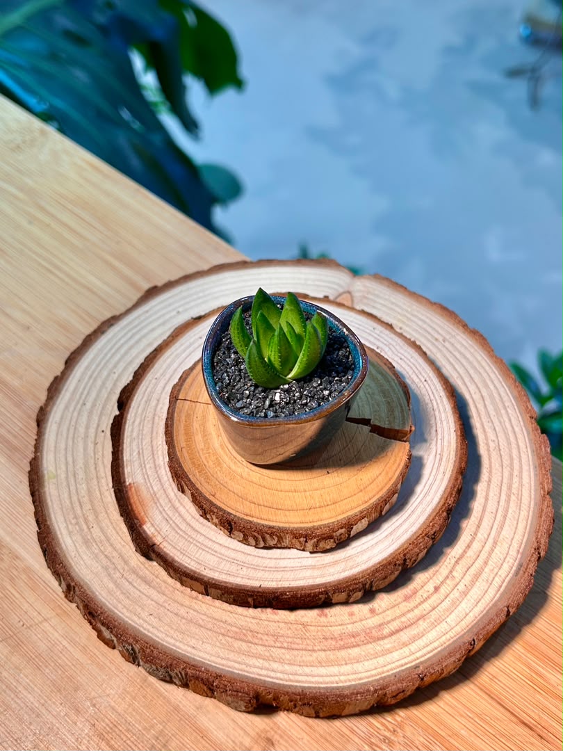 Haworthia in Blue Ceramic Pot