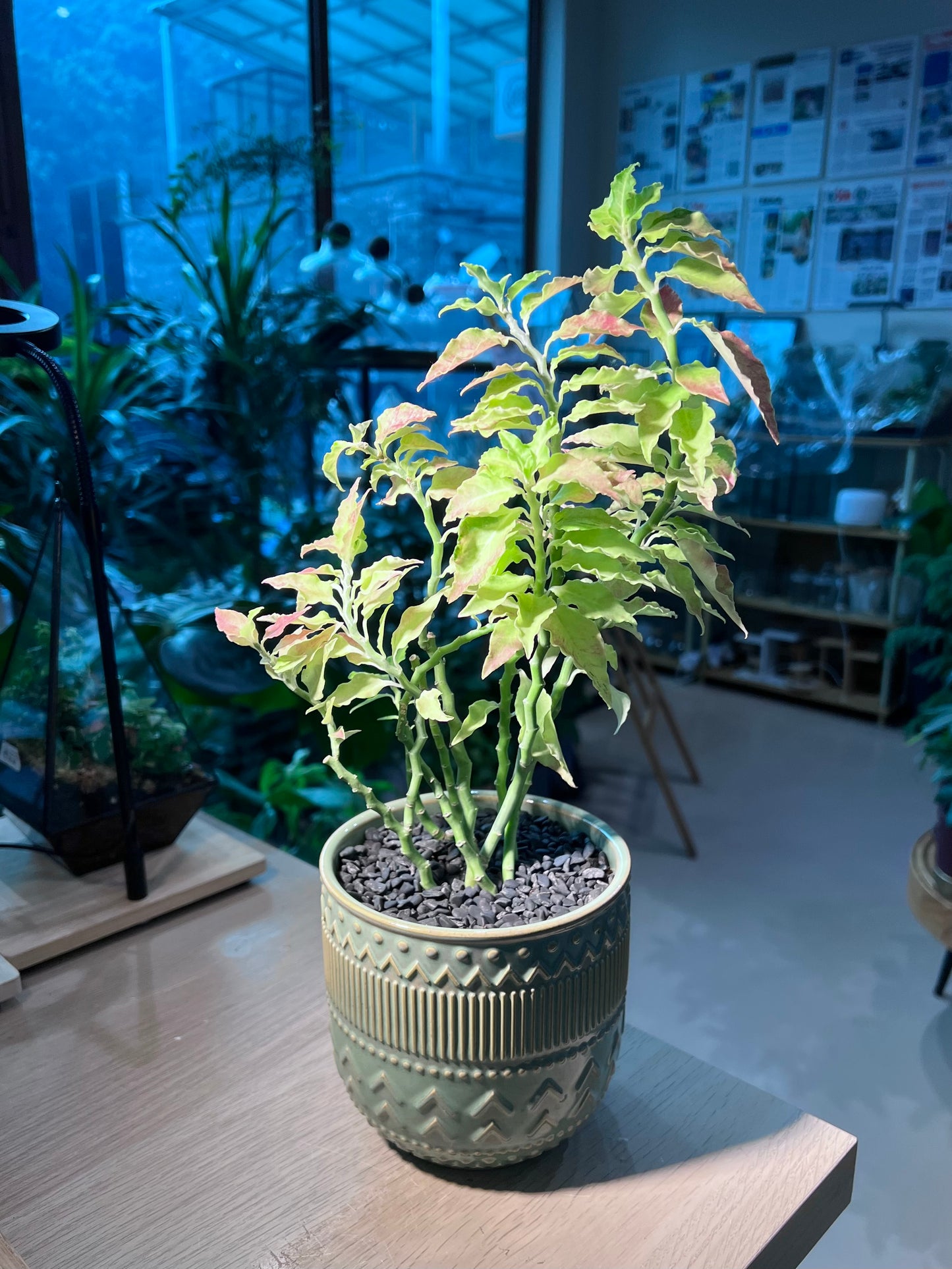 Euphorbia Tithymaloides (小鸟花) in Pattern Designed Textured Ceramic Pot