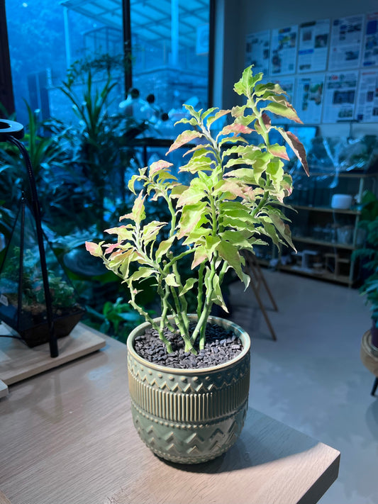 Euphorbia Tithymaloides (ε°ιΈθ±) in Pattern Designed Textured Ceramic Pot