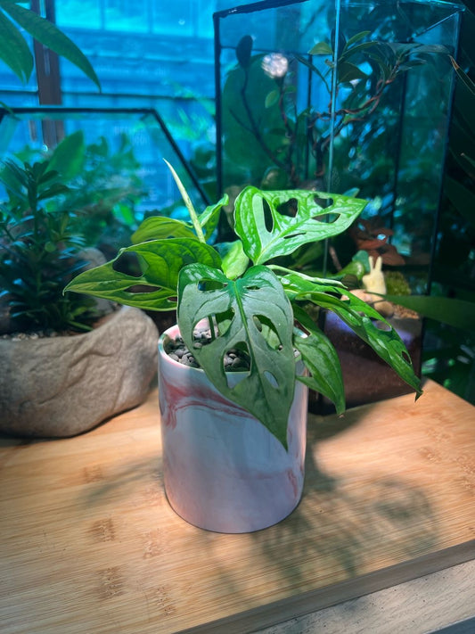 Monstera deliciosa in White Marble Pot