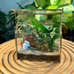 Indoor Plant Terrarium