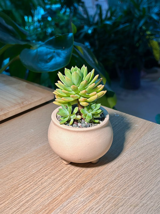 Golden Glow (石莲花黄丽) Sedum Golden Glow in Matte Ceramic Pot