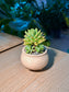 Golden Glow (石莲花黄丽) Sedum Golden Glow in Matte Ceramic Pot