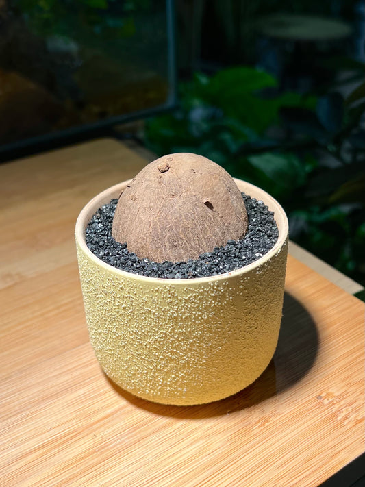 Stephania in Light Yellowish Matt Textured Designed Pot