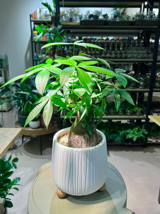 CNY Theme - Pachira in White Textured Ceramic Pot