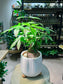 Pachira (发财树) Money Tree in White Textured Ceramic Pot