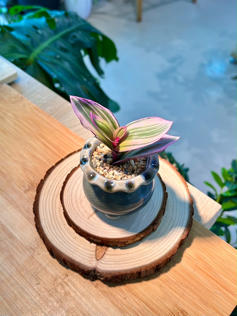 Tradescantia Spathacea Tricolor (Succulent) in Ceramic Pot