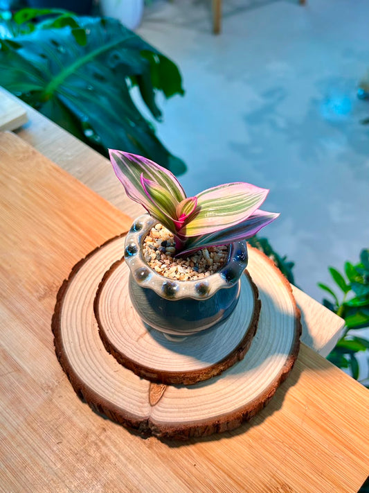 Tradescantia Spathacea Tricolor (Succulent) in Ceramic Pot