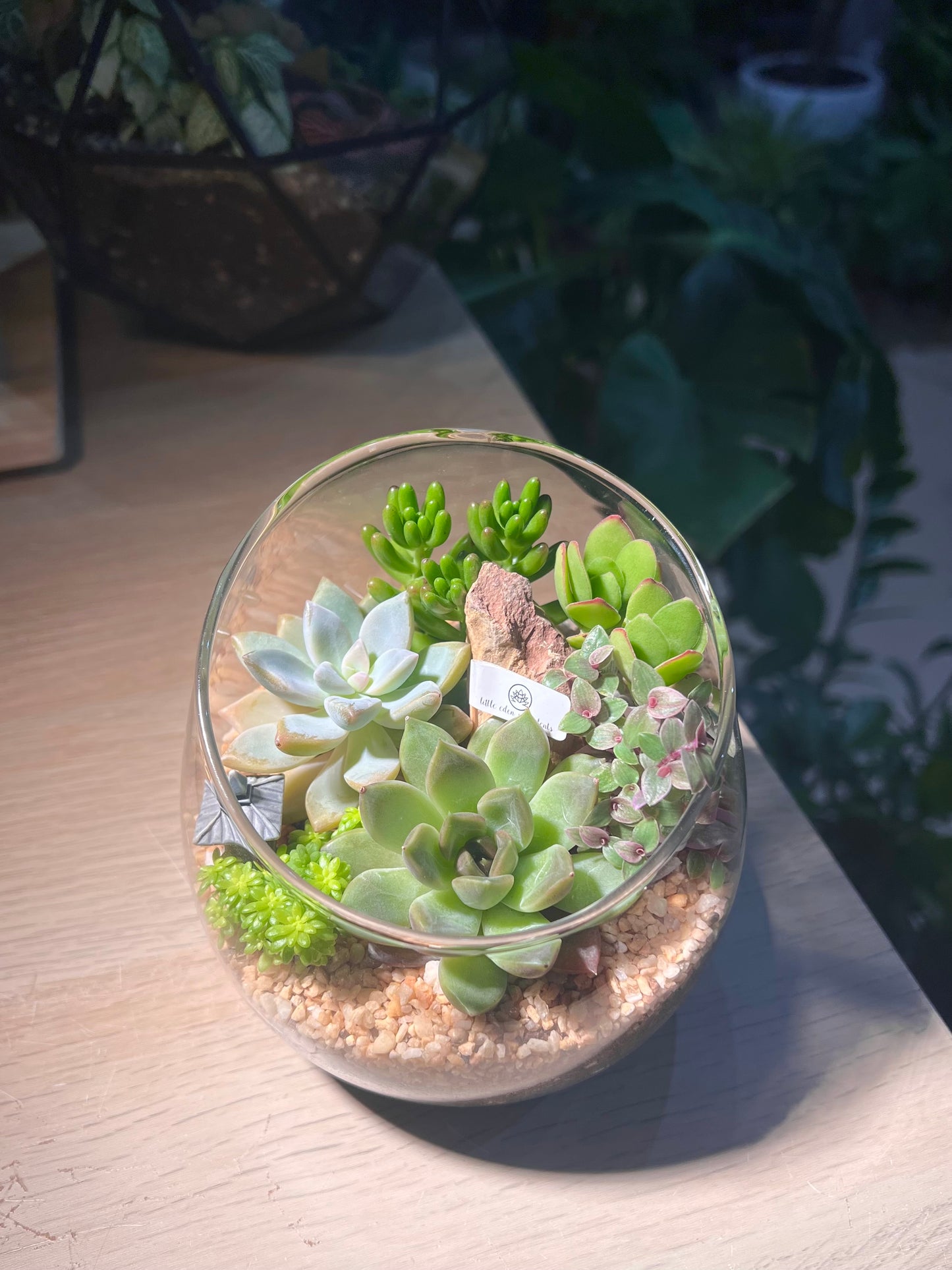 Succulent Arrangement in Slanted Glass Terrarium (L)