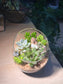 Succulent Arrangement in Slanted Glass Terrarium (L)