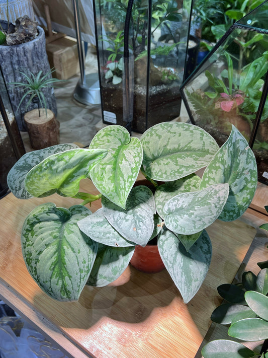 Money Plant (Sliver Satin) in Plastic Pot