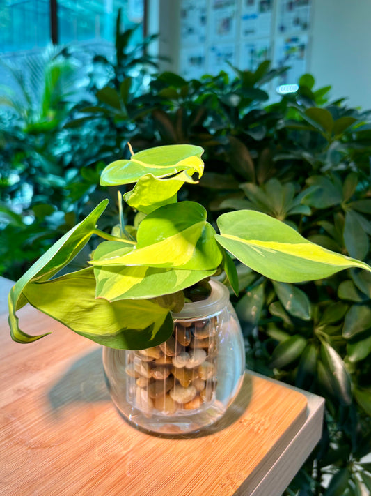 Philodendron Cordatum in Water Based Glass