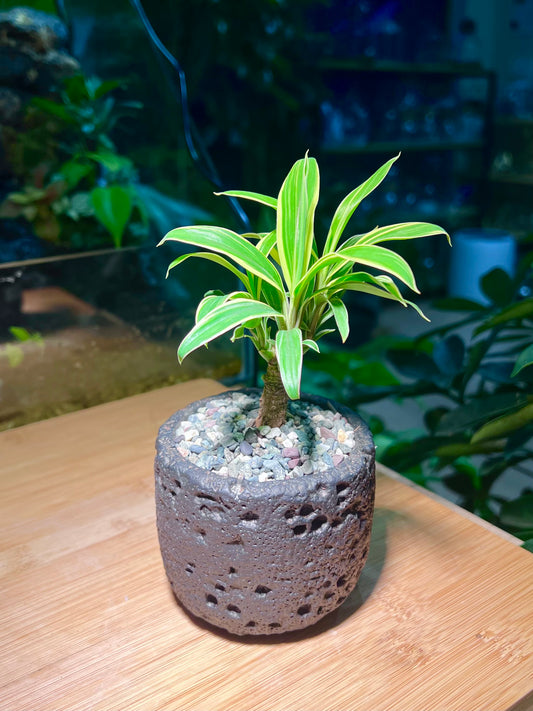 Cordyline in Matt Black Concrete Pot