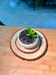 Baby Money Plant (金钱树) Zamioculcas Zamiifolia in White Glaze Ceramic Pot