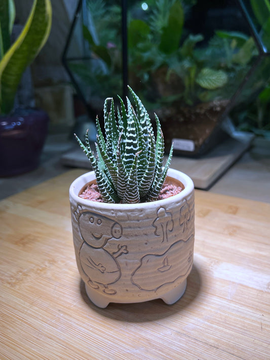 Haworthia in Peppa Pig Porcelain Pot