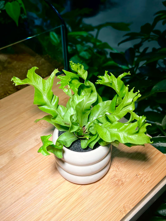Bird Nest Fern in Three Layer Ceramic Pot