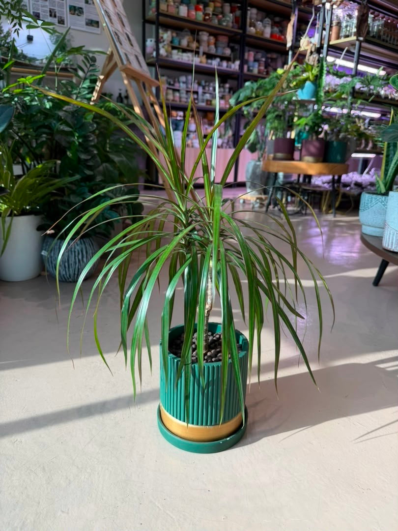 Madagascar Dragon Tree (Dracaena Marginata) in Greenery Ceramic Pot