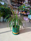 Madagascar Dragon Tree (Dracaena Marginata) in Greenery Ceramic Pot