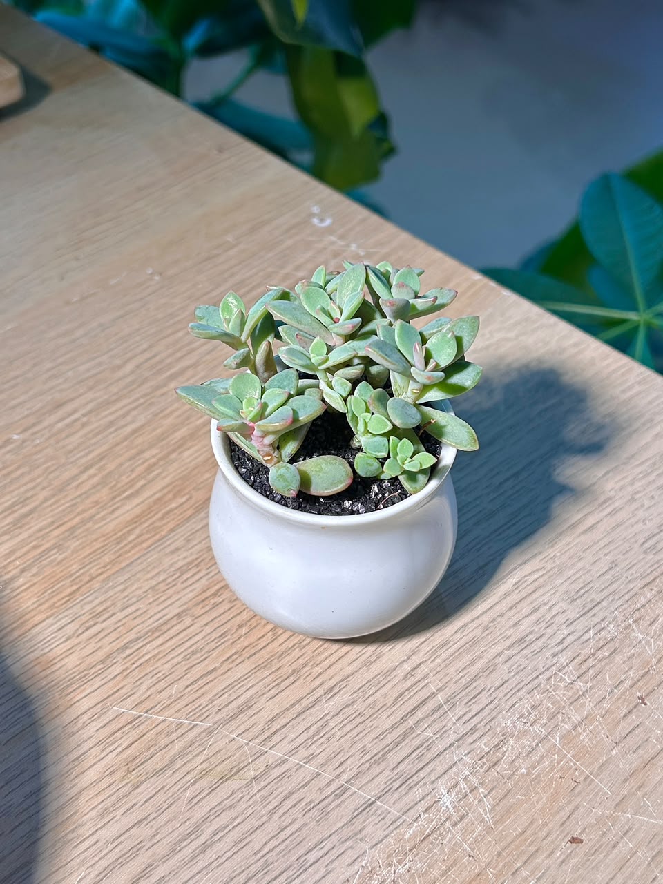 Tricolor Stonecrop (小球玫瑰锦) Sedum Spurium in White Glazed Ceramic Pot