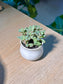 Tricolor Stonecrop (小球玫瑰锦) Sedum Spurium in White Glazed Ceramic Pot