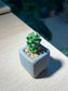 Cactus (Mammillaria Gracilis) in Square Claypot