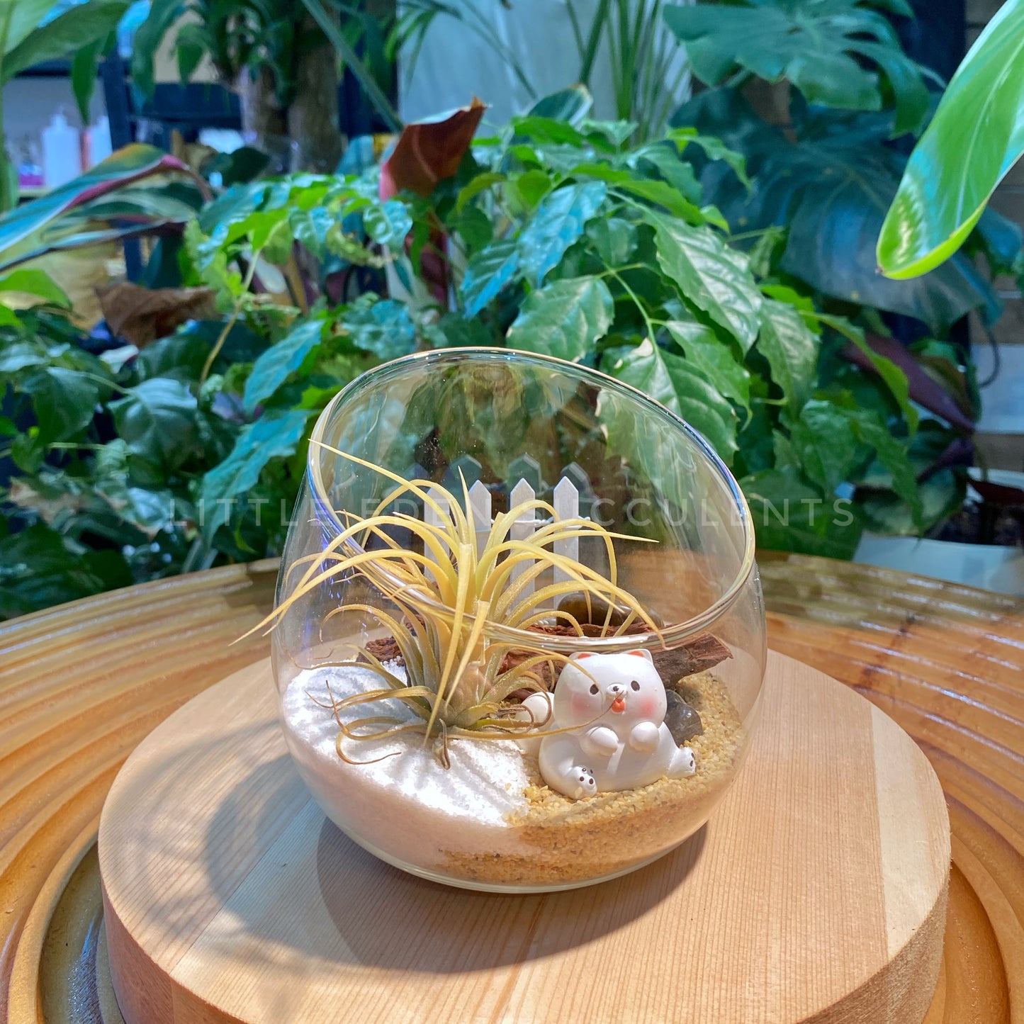 Airplant in Slanted Glass Terrarium (M)